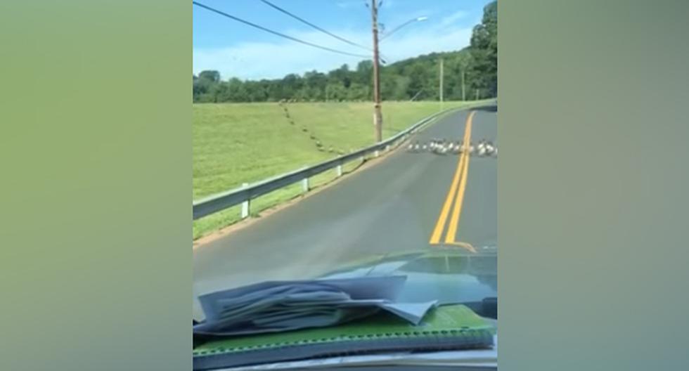 El canal de YouTube \'ViralHog\' viralizó un clip de unos patos cruzando la carretera. (foto: captura)