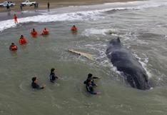 Argentina: ballena que había sido rescatada apareció muerta | VIDEO 