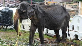 Muere Tikiri, la elefanta esquelética que provocó una gran polémica en Sri Lanka 