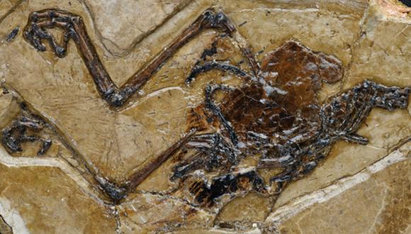 El fósil pertenece a una especie de ave llamada Avimaia schweitzerae, la cual vivió en el noroeste de China hace uno 110 millones de años. (Foto: Nature Communications)