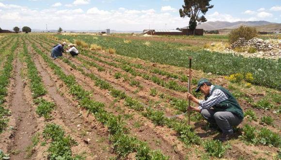 Campaña agrícola tuvo una caída en los sembríos frente al promedio de los últimos cinco años. (Foto: Agro Rural)