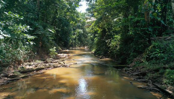Día Internacional de los Bosques Tropicales: por qué se celebra este jueves 22 de junio y cuál es su origen | En esta nota te contaremos sobre la razón que hay detrás de esta fecha y cuál es su origen; entre otros datos relacionados al tema. (Archivo)