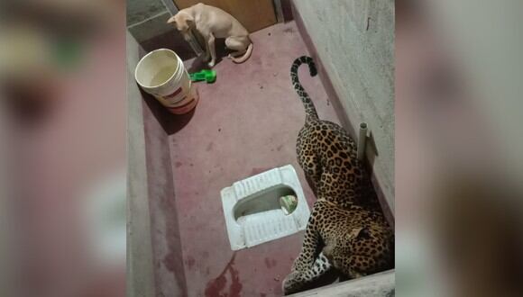 Un leopardo terminó encerrado junto a un perro. El inesperado desenlace se volvió viral. (Foto: @prajwalmanipal / Twitter)