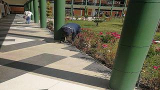 Huancayo: hallan 41 plantaciones de amapola en jardines de universidad