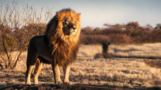 Día Mundial del León: 10 curiosidades que no sabías de este animal