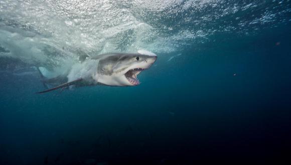Australia: un tiburón mató a una joven adolescente. (Foto: National Geographic)