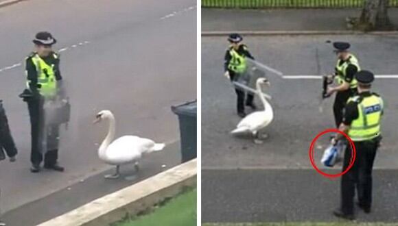 Un cisne desató un tremendo alboroto en una calle de Escocia. (Foto: Daily Mail en YouTube)