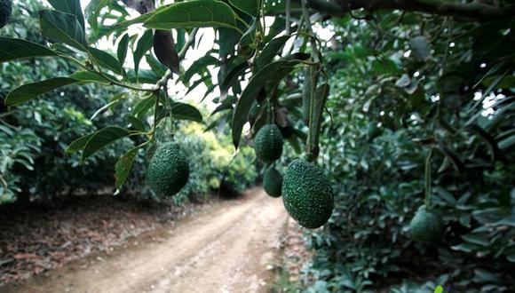 La palta es un producto que ofrece muchos beneficios a la salud. (Foto: oficial)