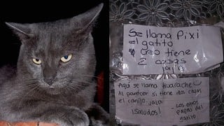 Conoce a ‘Pixi’, el gato que vivía una doble vida 