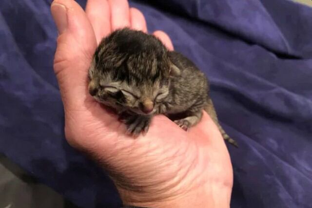 El minino nació de una camada de seis en una granja de gatos en Oregon, Estados Unidos. (Fotos: Biscuits and Gravy en Facebook)