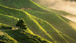 Así de impresionante se ven los campos de té en Malasia