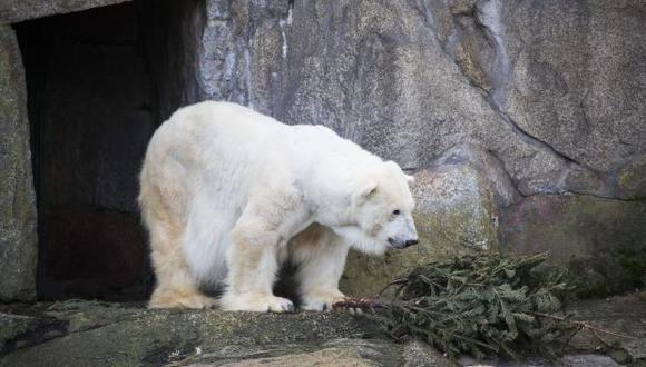 La revista Science compartió un video en YouTube que explica cómo los osos polares están muriendo hambre. (Foto: AFP)