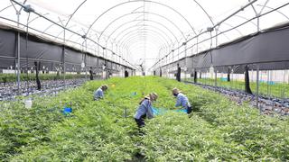 Cómo es pasar un día en un campo de cultivo industrial de cannabis en Colombia