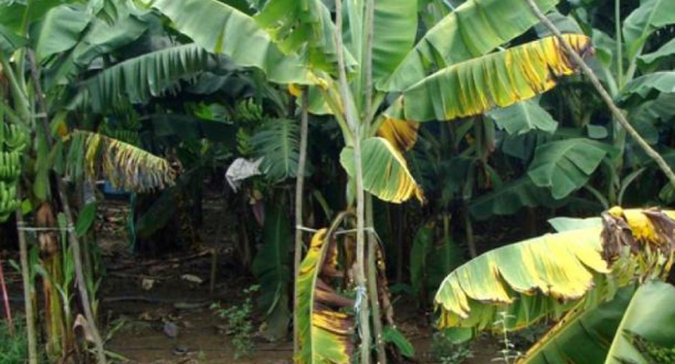 El hongo Fusarium R4T está afectando los cultivos del banano de Perú y Colombia. (Foto: Captura/Primera Línea)