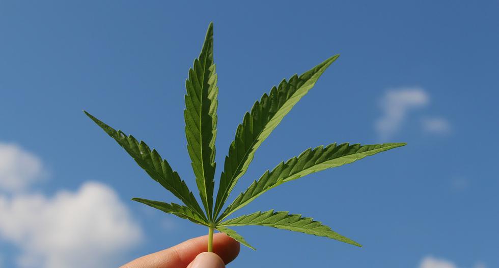 El cultivo de ‘Cannabis sativa’ y el consumo de sus componentes fueron considerados y tratados de igual manera que el tráfico y aplicación de drogas mucho más peligrosas.  (Foto: Pixabay)