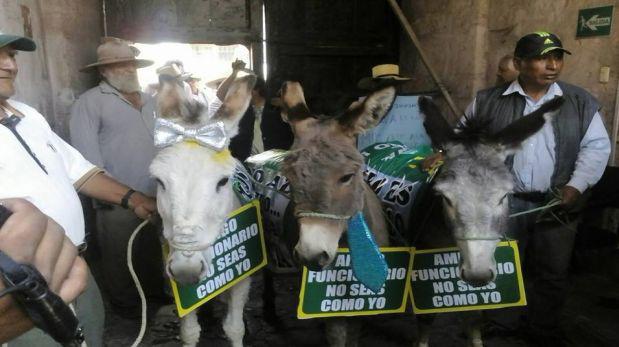 Arequipa: burros ingresaron a consejo regional durante protesta - 3