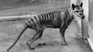 Tigre de Tasmania | Reportan avistamientos de la especie que se creía extinta desde 1936