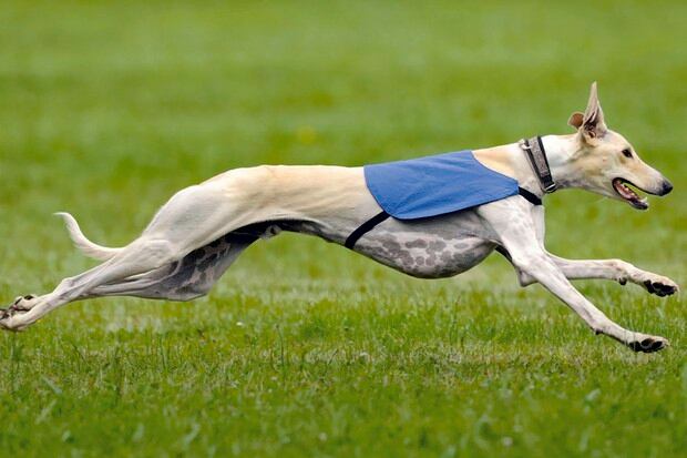 El Galgo requiere un poco de ejercicio, pero es en general muy tranquilo en la casa (Foto: OKDiario)