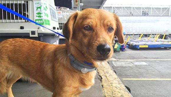 No lleves a tu mascota fuera de casa sin tener sus vacunas al día. Asegúrate de que su desparasitación interna y externa también está cubierta. (Foto: PetWings)