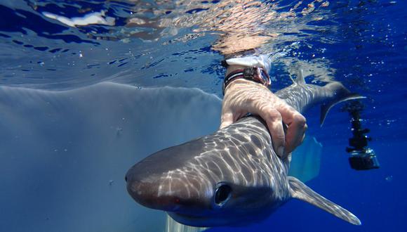 “Un pequeño tiburón tan adorable que dan ganas de abrazarlo y de besarlo”, dice Rachel Graham, científica, fundadora y directora ejecutiva de MarAlliance. Foto: MarAlliance-Ivy Baremore.