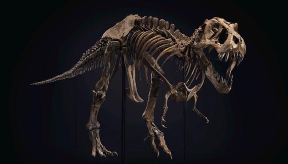 Con el método usado por el equipo de Charles Marshall para saber cuántos Tiranosaurios rex existieron, es posible calcular la población de otras especies extintas. (Foto de archivo: EFE/Christie's )