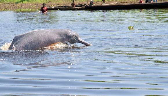 A este trabajo han sumado una nueva técnica de investigación: el ADN ambiental. Esta les permitirá conocer la distribución de los delfines rosados y elaborar una lista de las especies de vertebrados presentes en ese ecosistema acuático de la Amazonía.