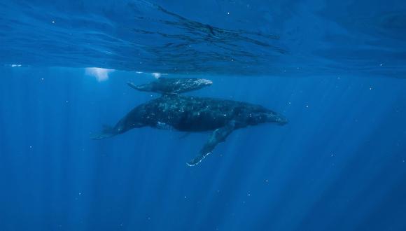 Una ballena jorobada madre y cría cerca de la superficie. Las ballenas bebés necesitan respirar cada pocos minutos durante su primer año, por lo que el par tiende a permanecer cerca de la superficie.