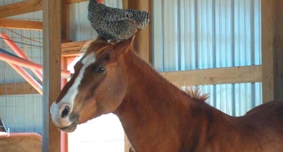 Un caballo y una gallina son los mejores amigos del mundo. (Foto: Captura de YouTube)