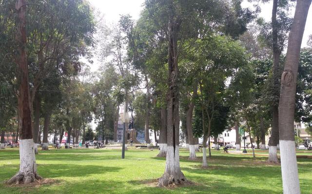 Parque Cervantes, árboles viejos