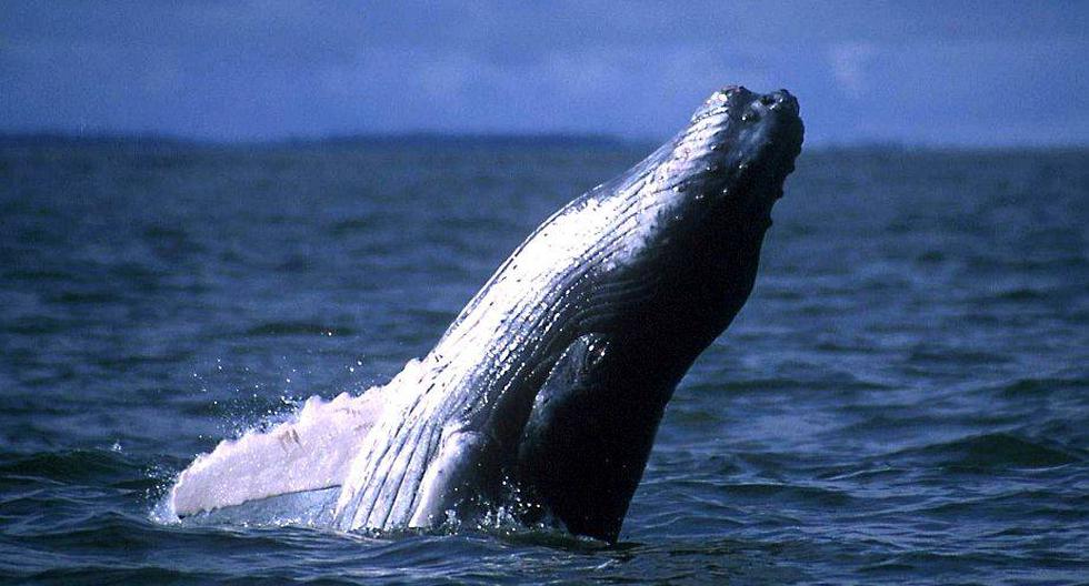 Cada año, entre julio y octubre, las ballenas jorobadas visitan las cálidas aguas del norte del Perú (Tumbes y Piura) para reproducirse. (David Southern - WWF Colombia)