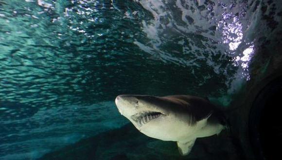 Científicos usan ecografías para conocer estado de tiburones