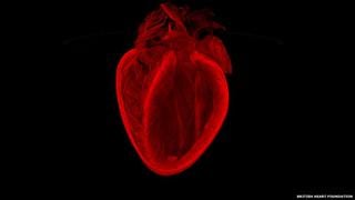Espectaculares imágenes revelan cómo funciona el corazón y otros órganos [FOTOS]