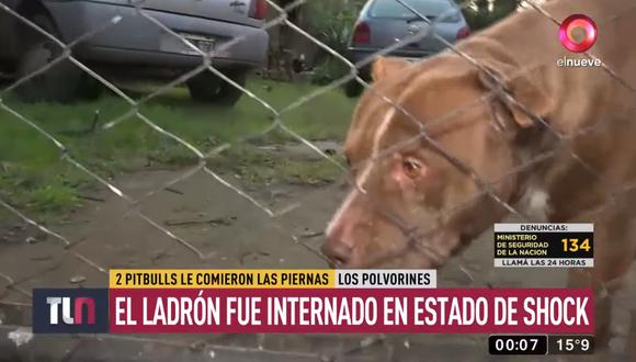 Ladrón pierde una pierna y media oreja tras ataque de dos pitbulls en Argentina. Foto: Captura de video