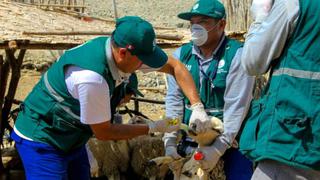 Huarmey: atienden a 250 animales frente a la alerta sanitaria