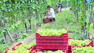 Japón abre su mercado a las uvas peruanas: ¿Cómo se benefician las exportaciones de esta fruta?