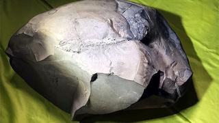 Colombia: hallan fósil de un pez de hace 130 millones de años