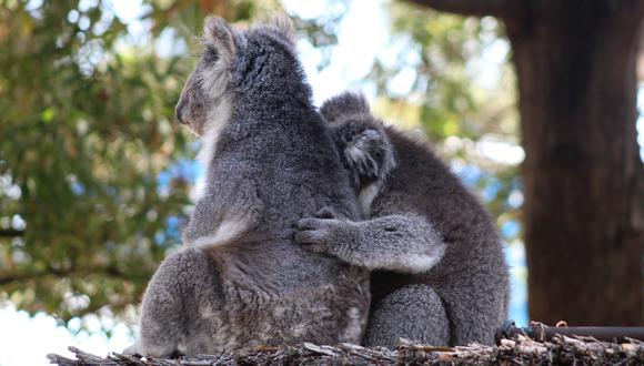 Australia. Un bombero héroe rescata a 6 koalas encontrados abrazados en medio de un incendio forestal. (Foto: Pixabay / referencial)