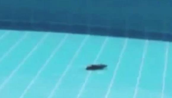 Ratas en piscina de Pueblo Libre: club se disculpa [VIDEO]