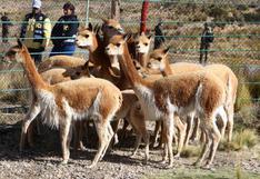 Perú: Pampa Galeras, la reserva que salvó a vicuñas de extinción 