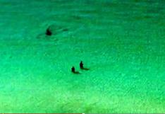 Captan a un tiburón acercándose a dos bañistas en Florida