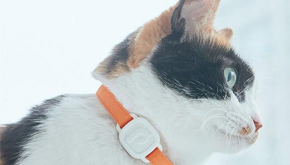 Este dispositivo 'wearable' para gatos tiene la capacidad de medir la actividad física y los síntomas de enfermedades. (Foto: PurrSong)