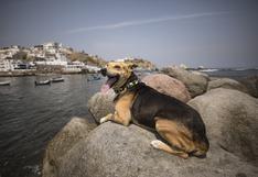 La verdadera historia de Vaguito, el perro de Punta Negra que busca a su dueño y ha inspirado una película