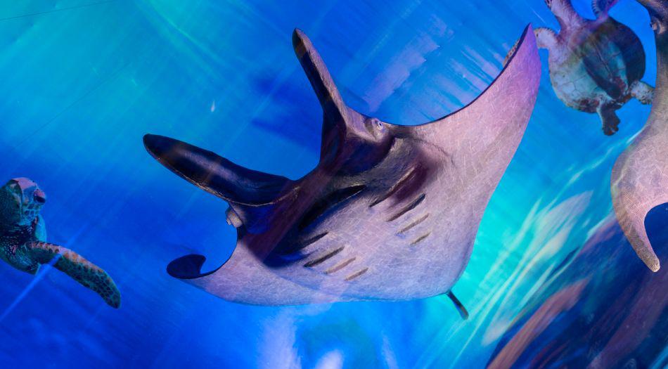 El acuario fue desarrollado por Wong con el apoyo técnico de organizaciones benéficas.