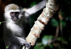Viruela del mono: qué es, cómo se manifiesta y qué países han reportado casos de la enfermedad