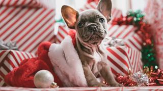 Consultorio WUF: ¿Cómo mantener segura a tu mascota esta Navidad?