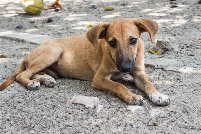 Los perros vagabundos suelen acercarse al centro comercial donde se desarrolla esta historia. (Foto: Pixabay/Referencial)