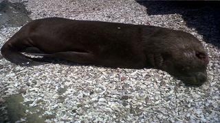 Decenas de lobos marinos muertos aparecieron en Talara