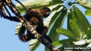 Especie de mono en el Perú sabe identificar quién lo viene a cazar