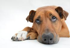 ¡Atención! 4 señales de que tu perro sufre depresión