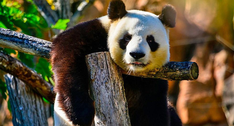 Sujeto sufrió graves lesiones musculares y fracturas de huesos tras ser atacado por una osa panda llamada Xi Mei en una reserva natural de China. (Foto: Pixabay)